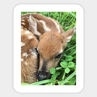 Fawn on the Farm Sticker